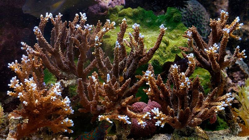 Acropora sp.