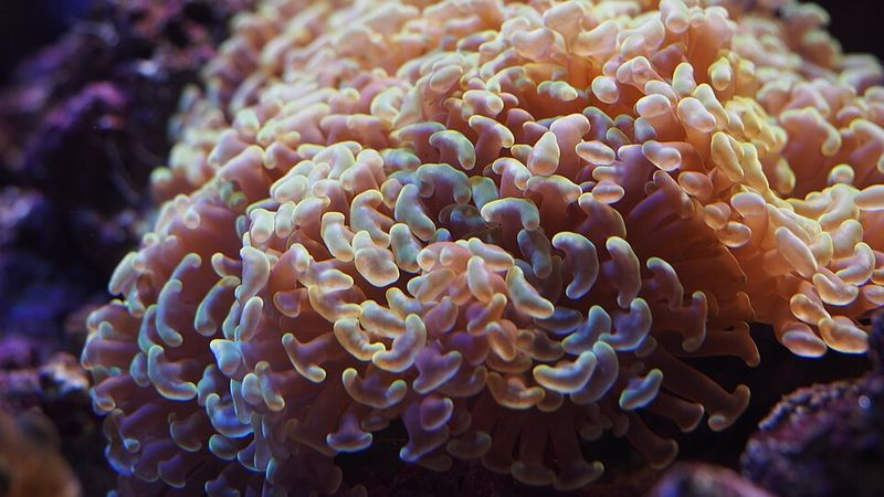 Euphyllia ancora