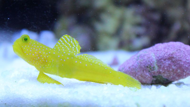 Cryptocentrus cinctus