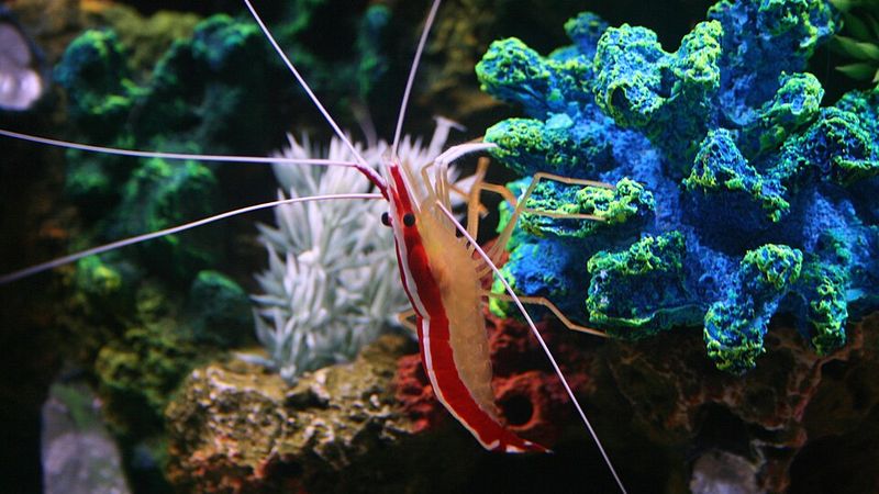 Lysmata amboinensis
