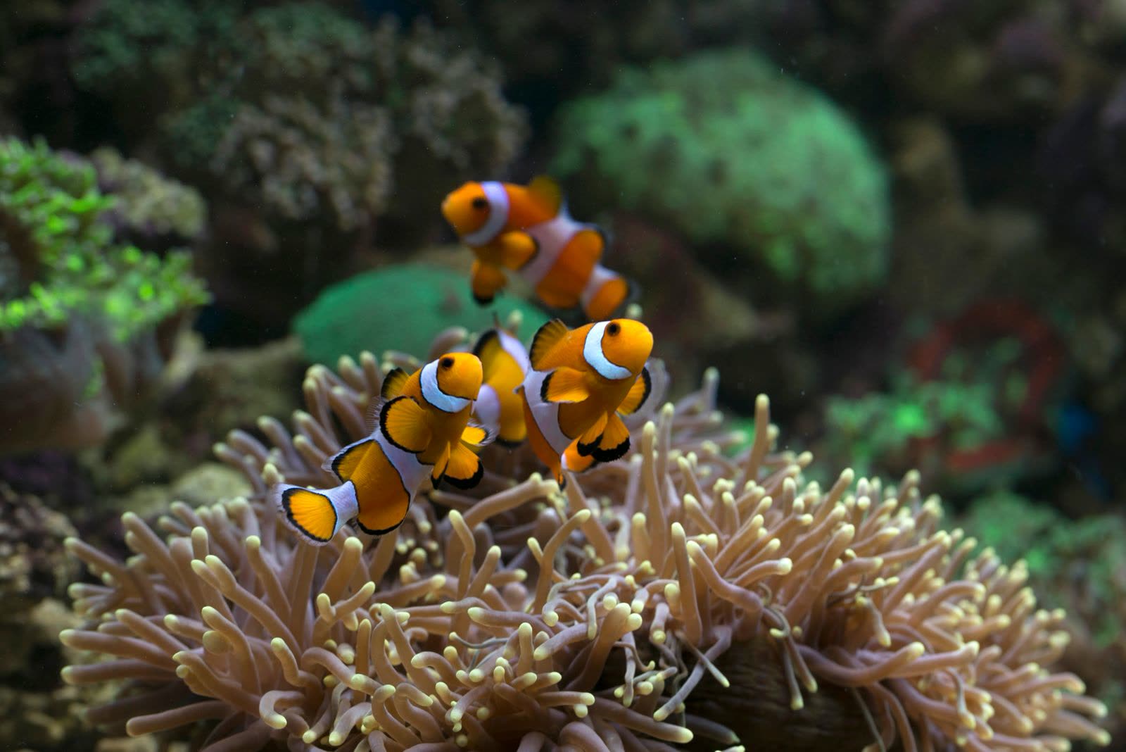 Amphiprion ocellaris
